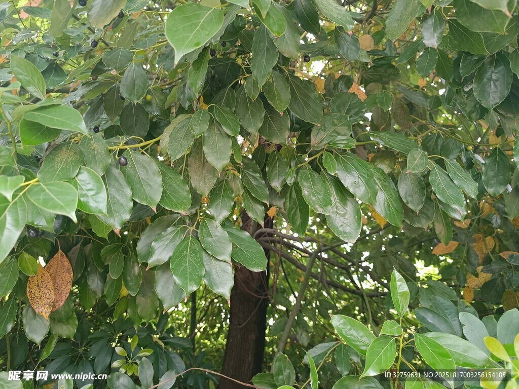 绿叶繁茂的植物景象