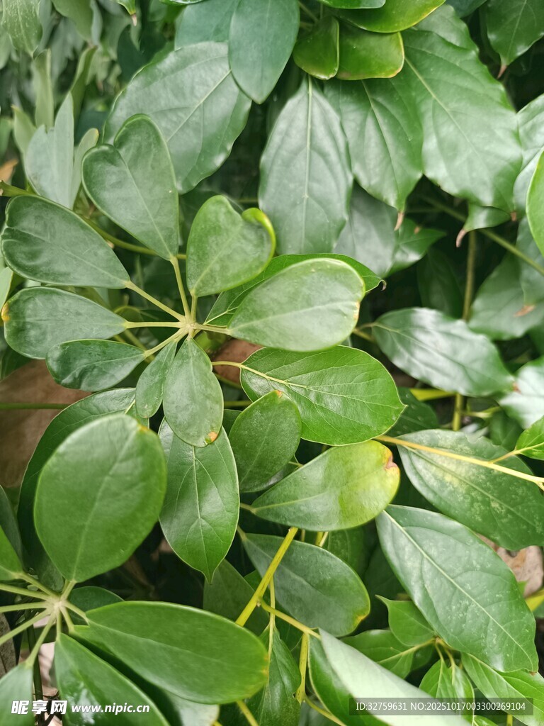 绿叶繁茂的植物特写