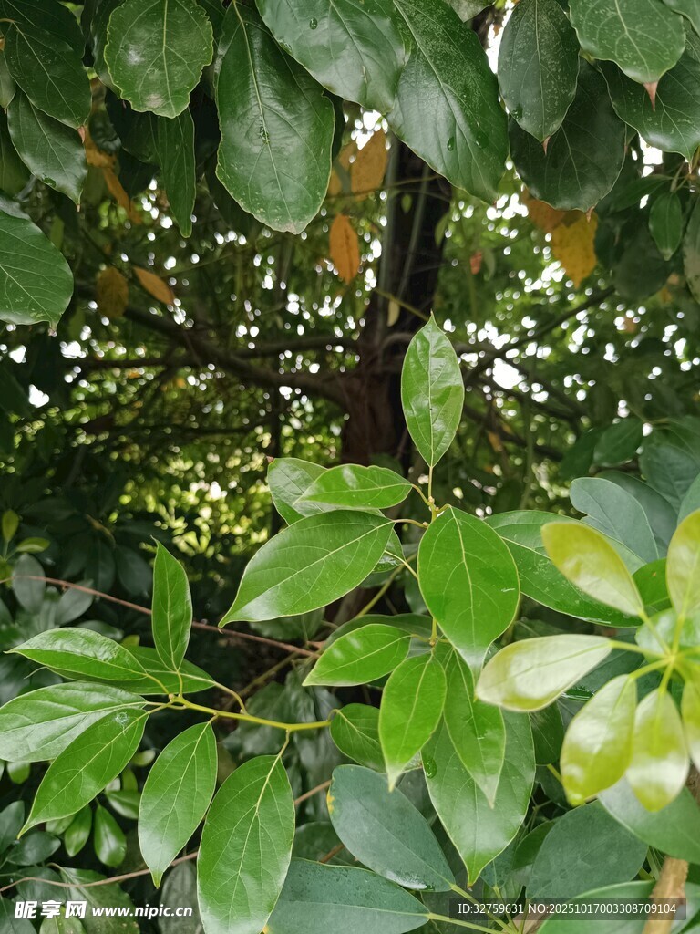 绿叶间的自然景致
