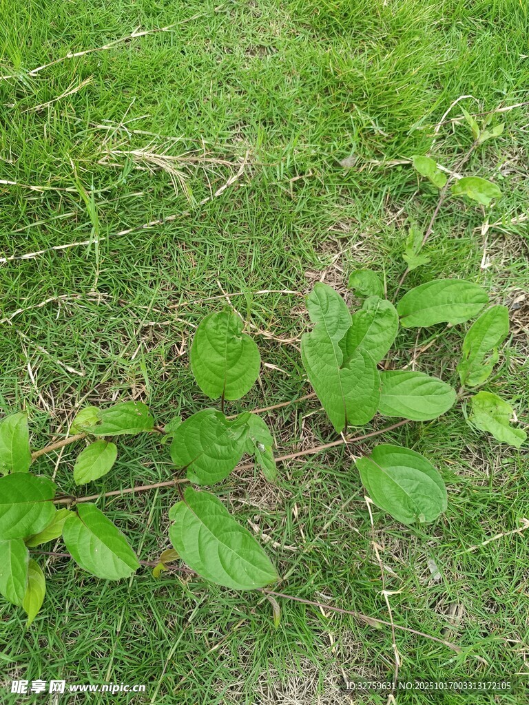 草地上的嫩绿植物