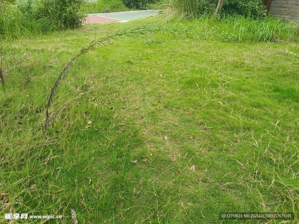 绿意盎然的户外草地场景