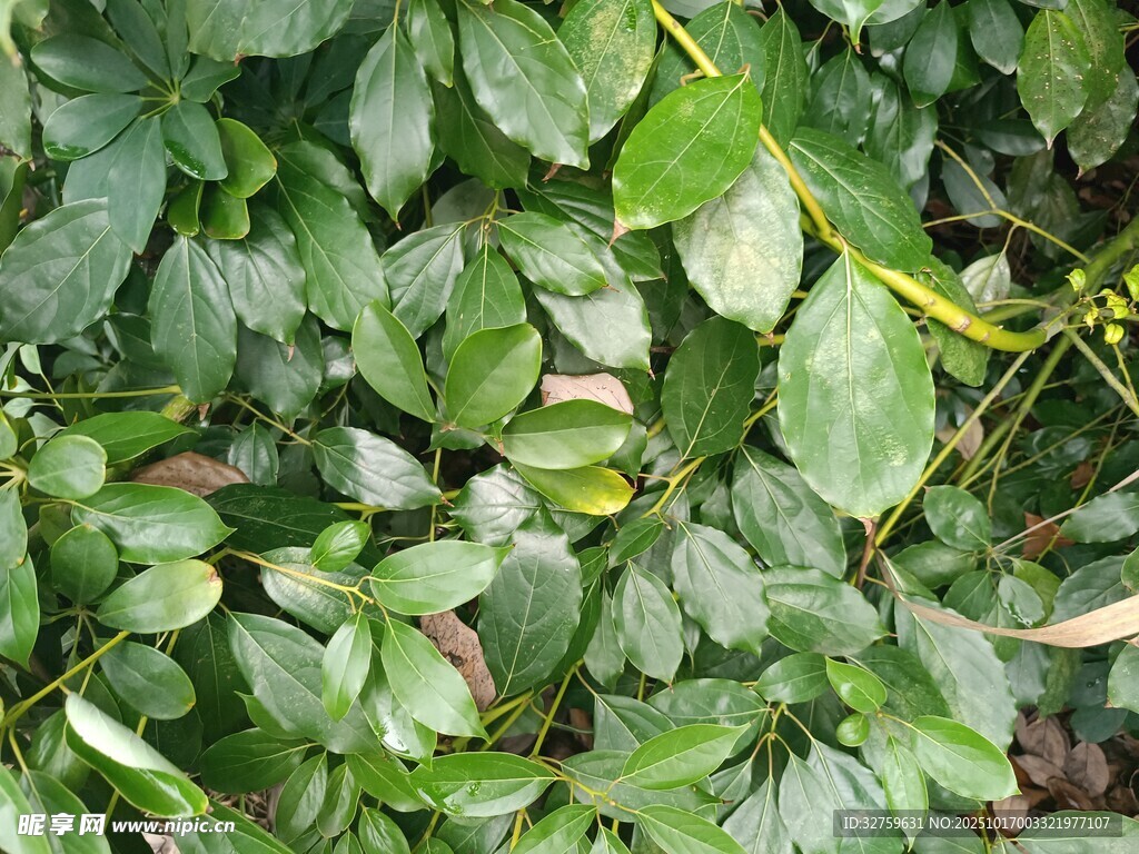 翠绿繁茂的植物叶片