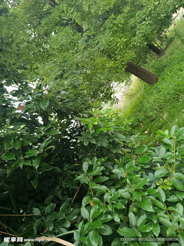 绿意盎然的繁茂树林