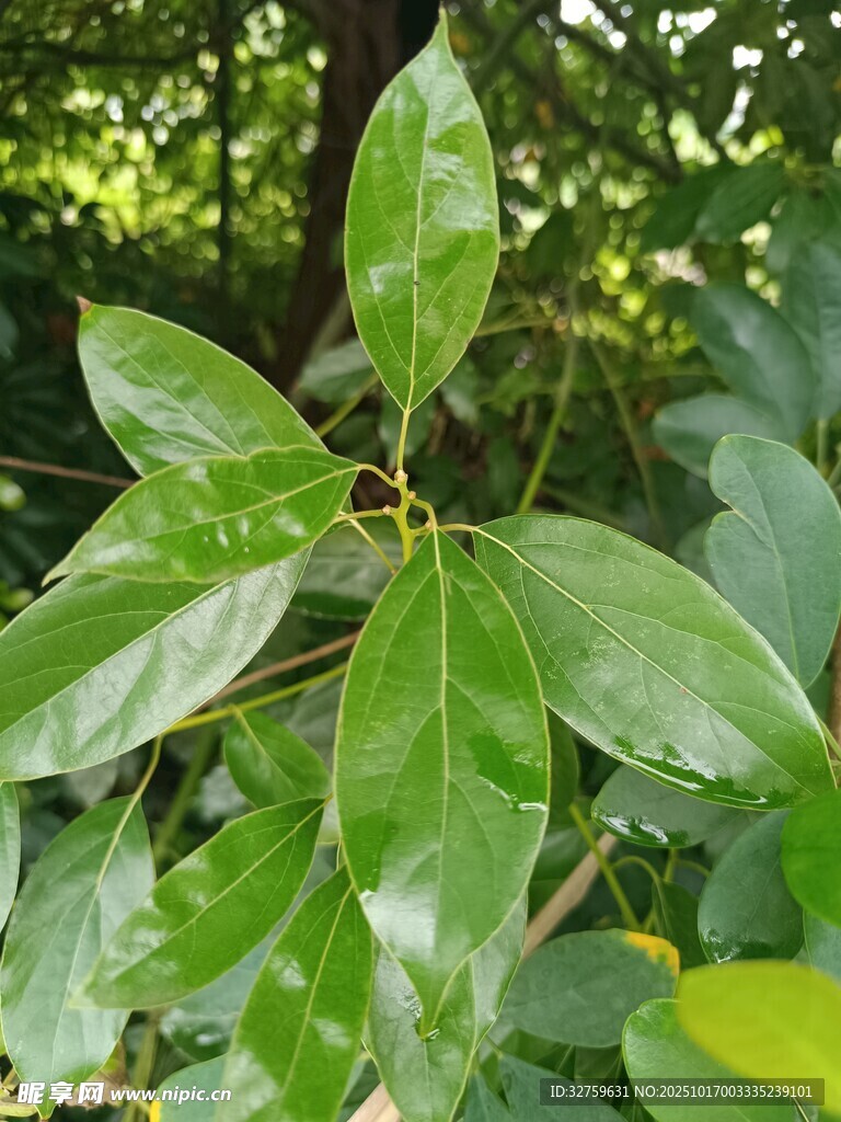 绿叶繁茂的植物特写