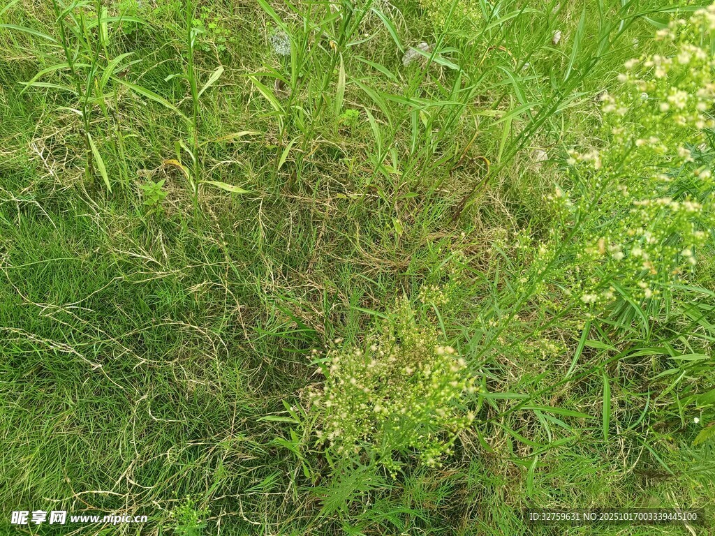 翠绿草地特写