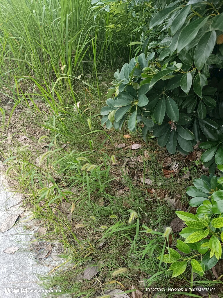 小径旁的繁茂绿植
