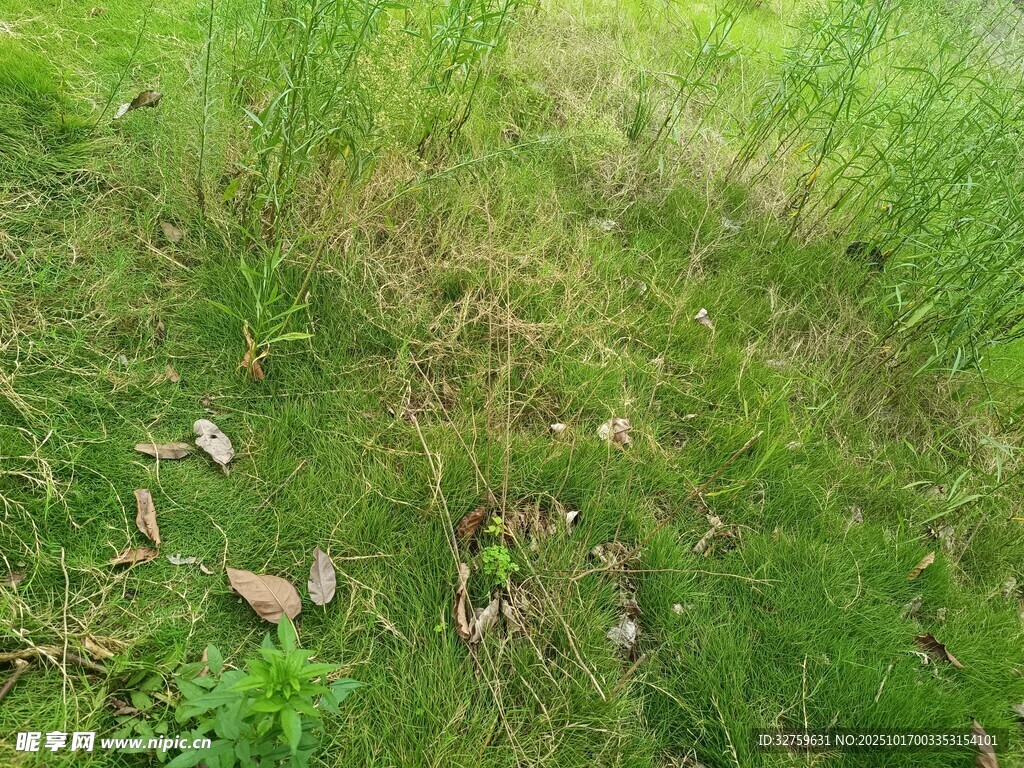 草地间散落的枯叶