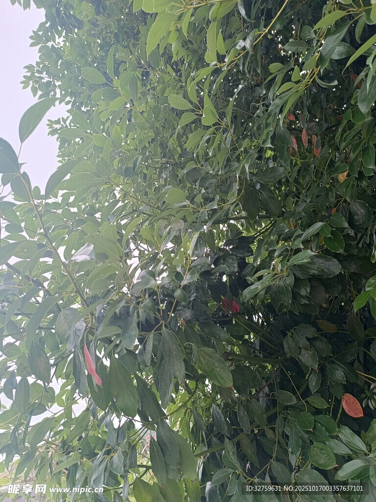 绿叶丛中的多彩花朵