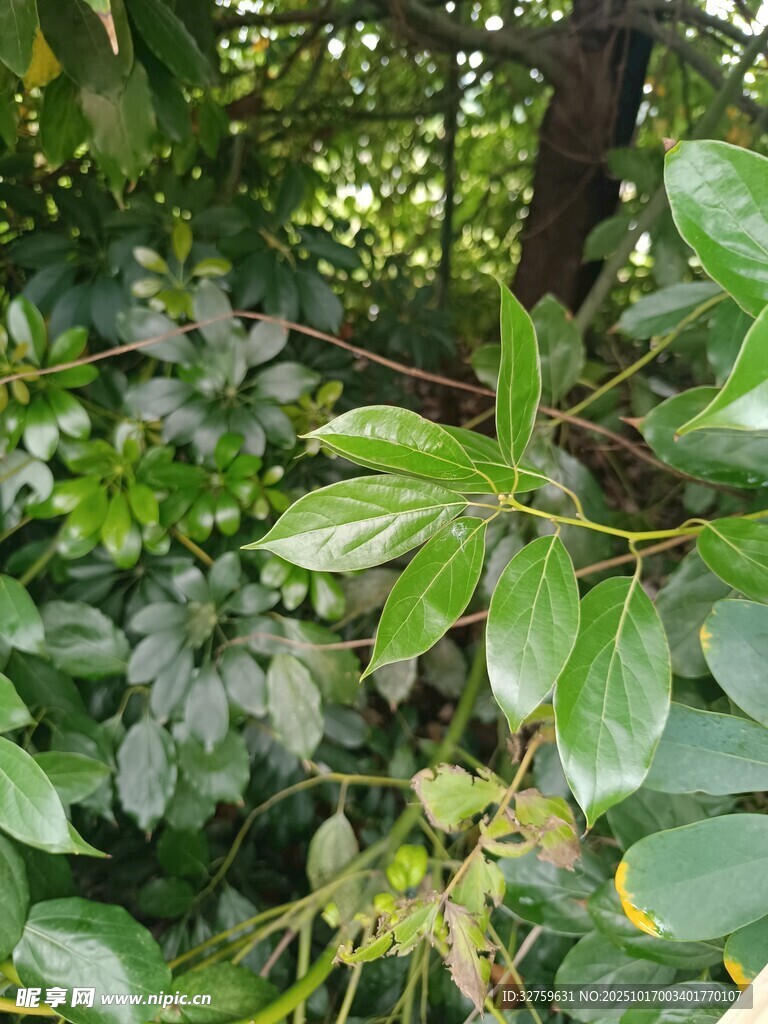繁茂绿植