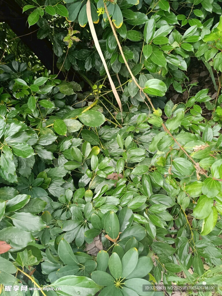 繁茂绿植景观