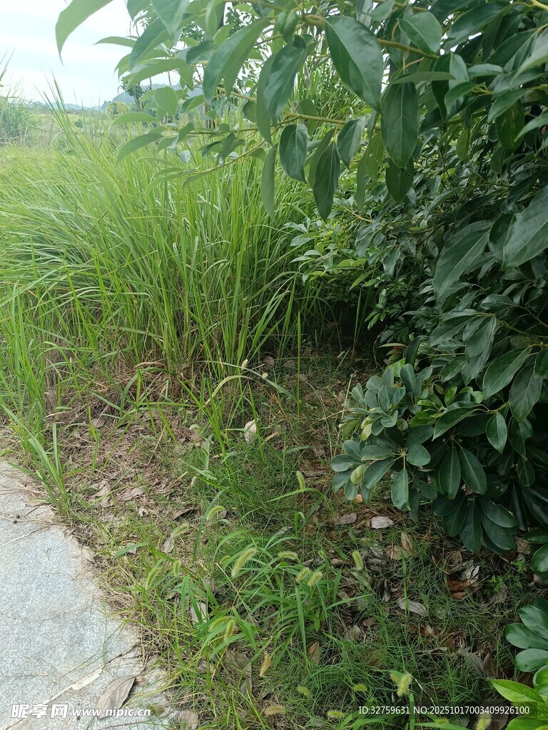 乡间小径旁的葱郁绿植