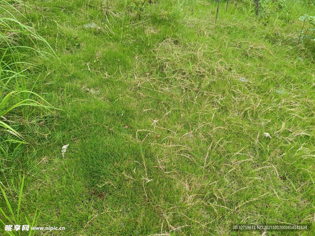 翠绿草地风光