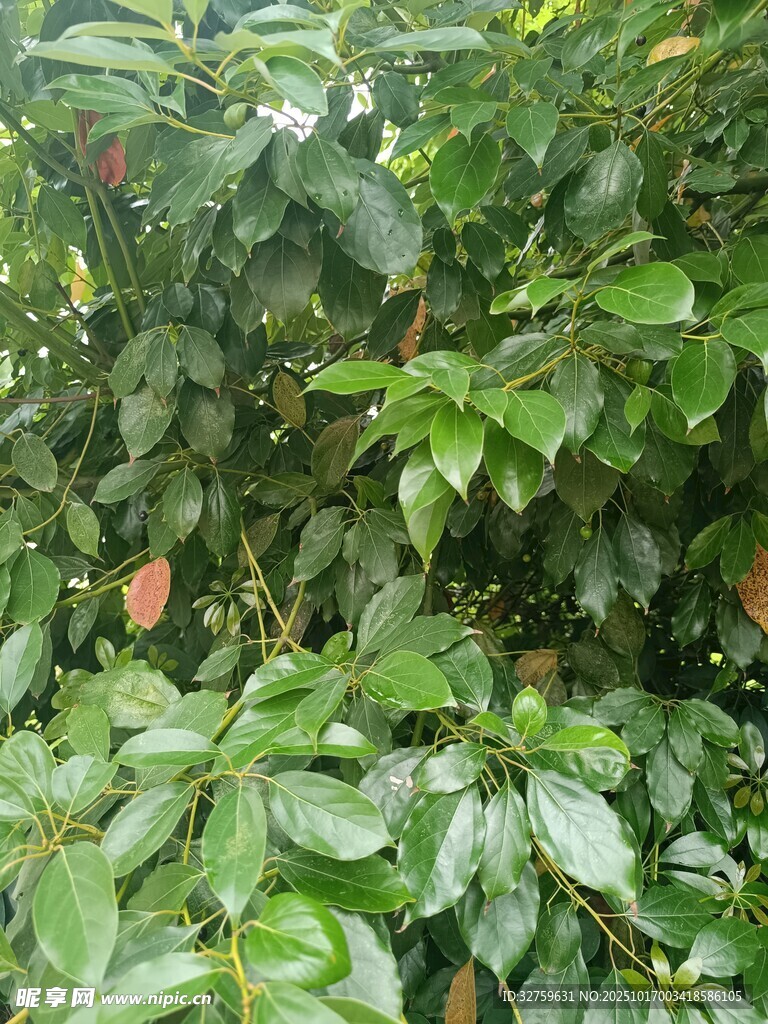 翠绿繁茂的植物叶片