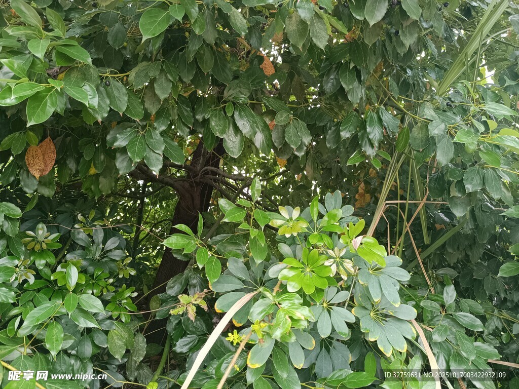 繁茂绿植中的生机景象