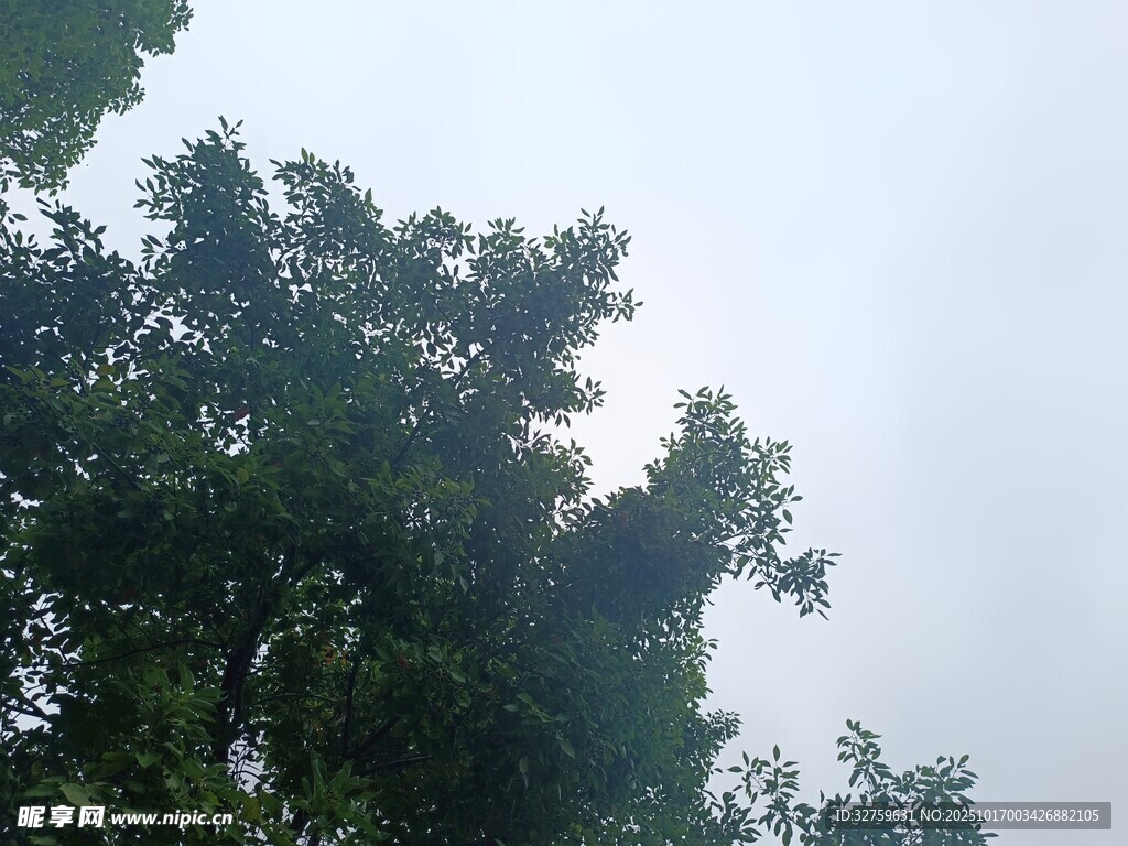 仰视茂密树冠