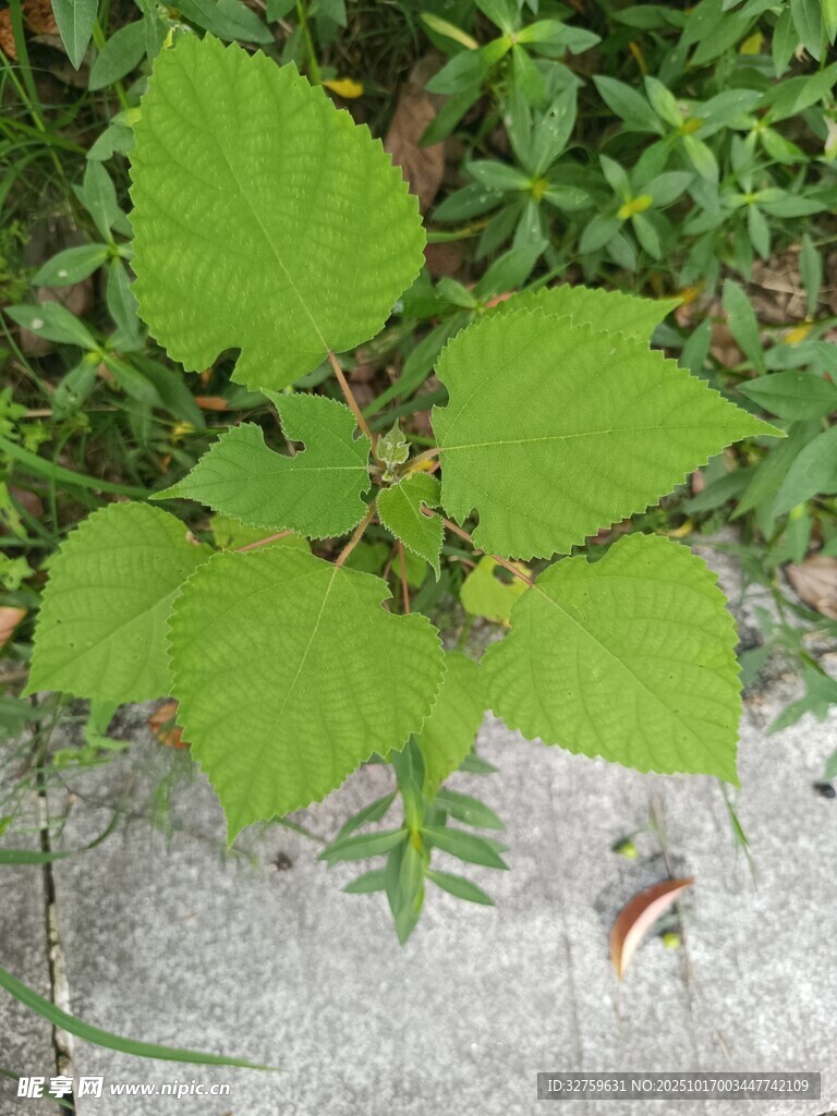 绿叶植物生长于石缝间
