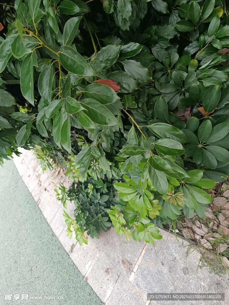 路边绿植景观
