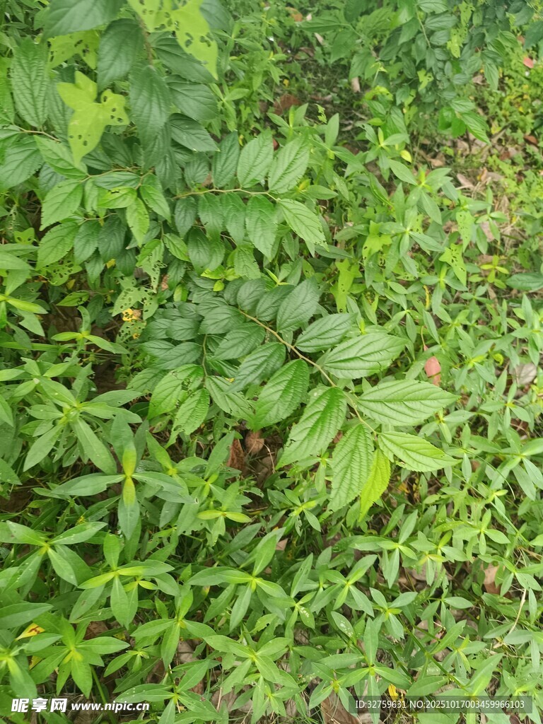 茂密绿植景观