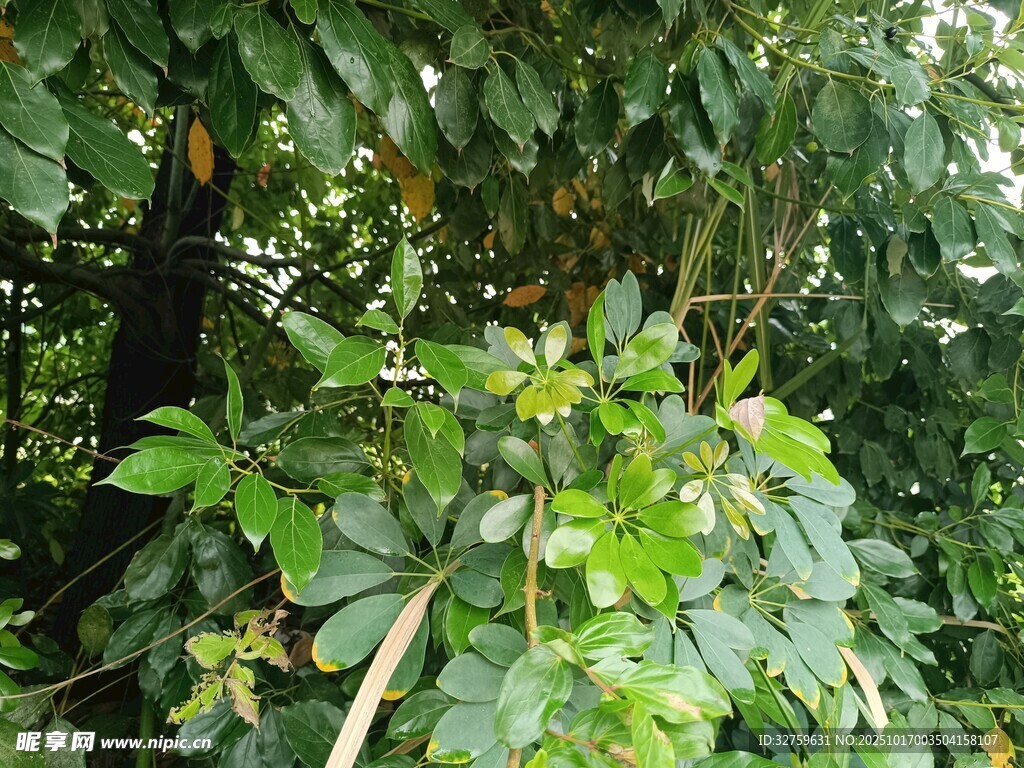 繁茂绿植景观