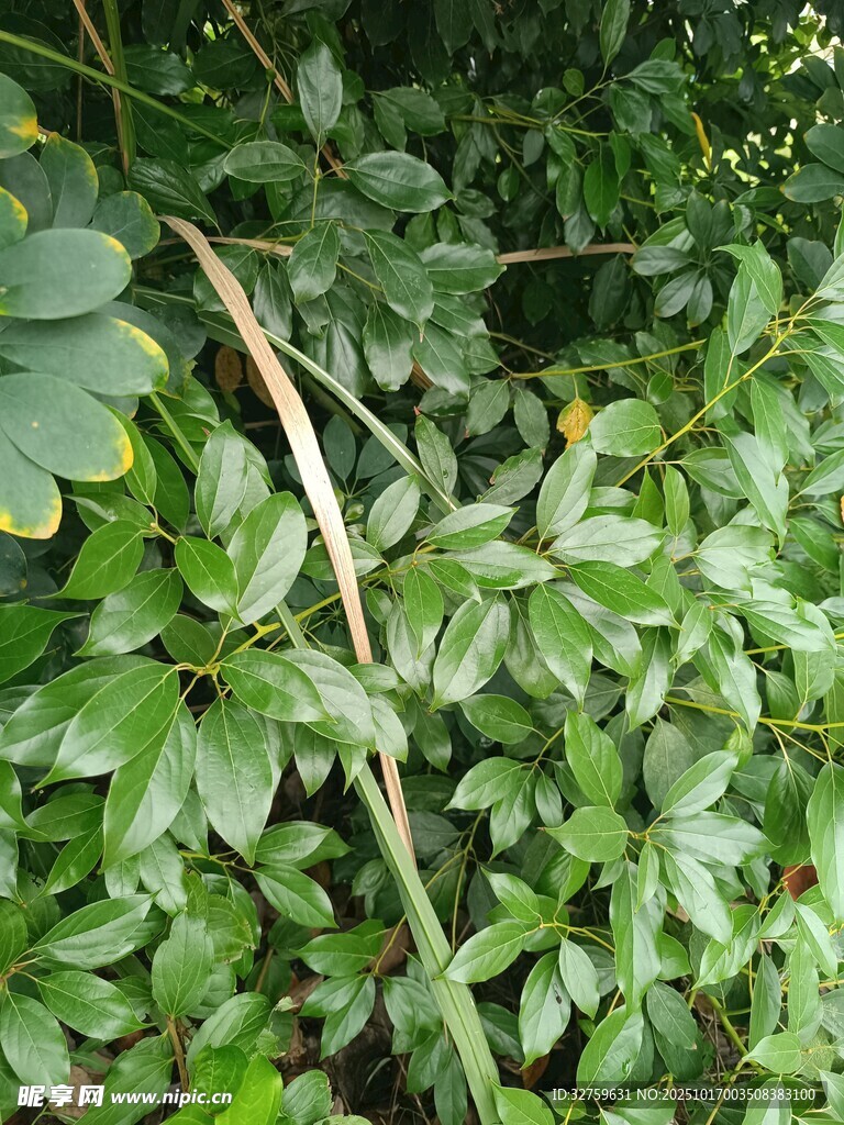 茂密绿植特写
