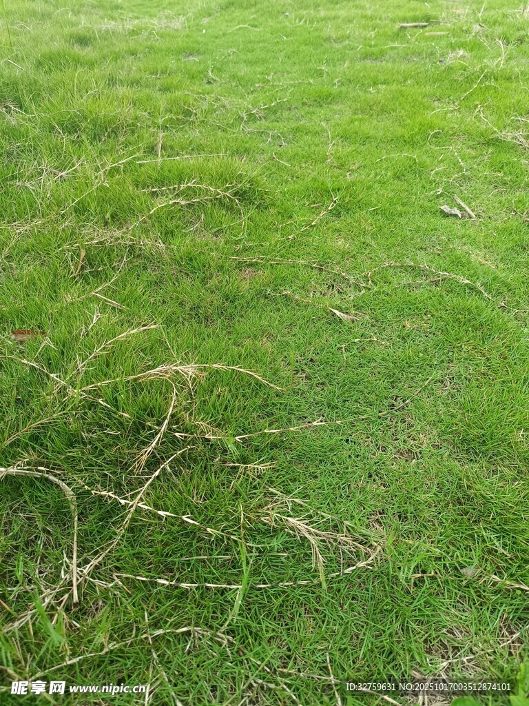 翠绿草地