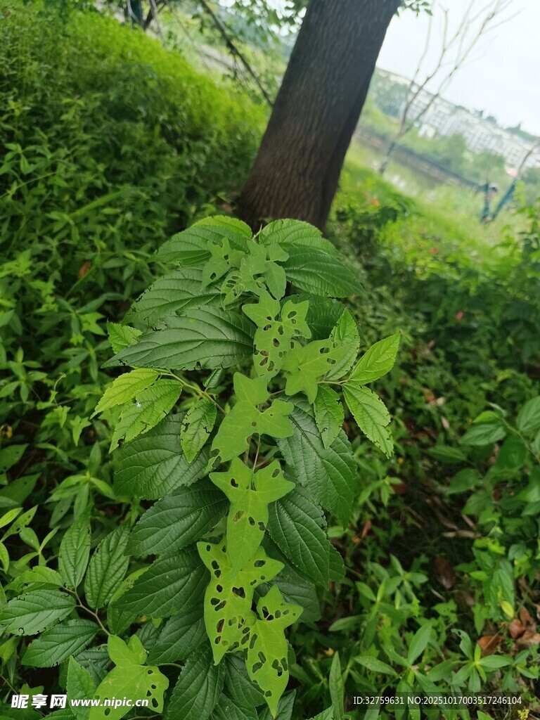 树下繁茂绿植