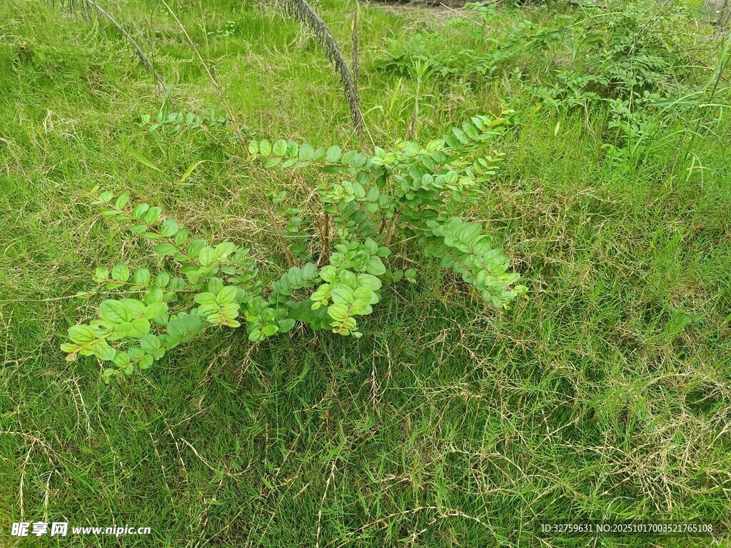 草地上的绿色植物