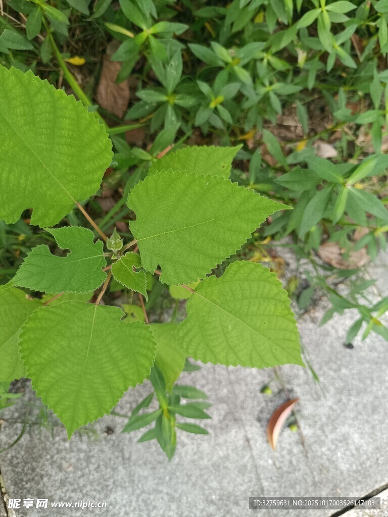 绿叶植物特写