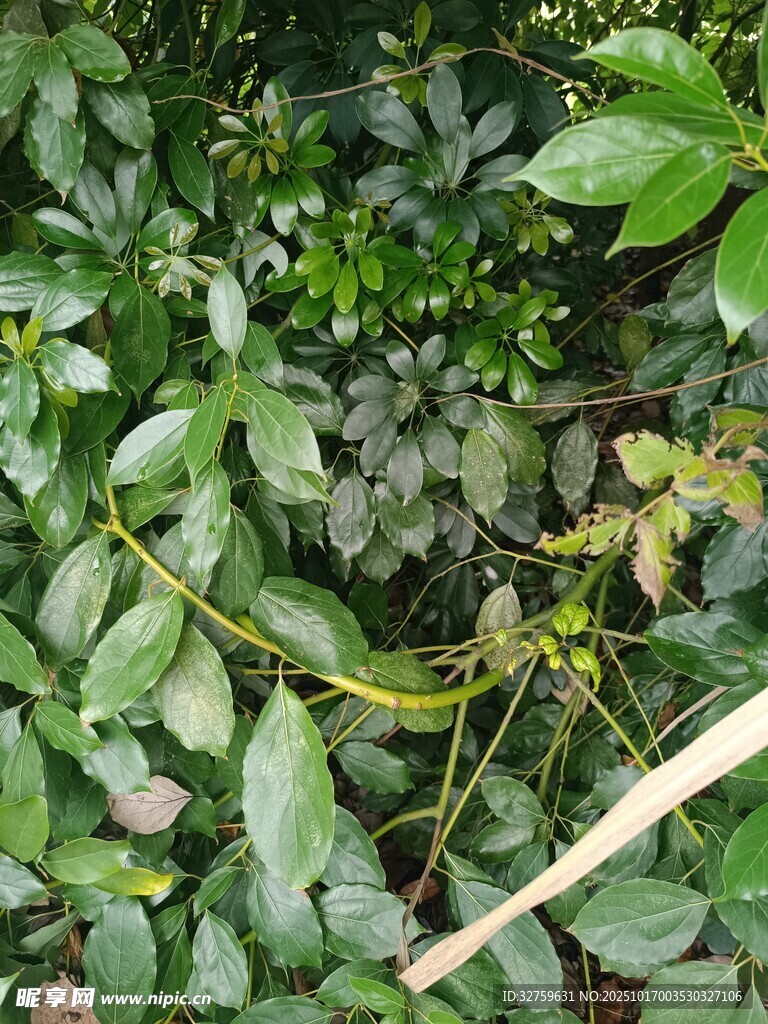繁茂绿植中的细长藤蔓