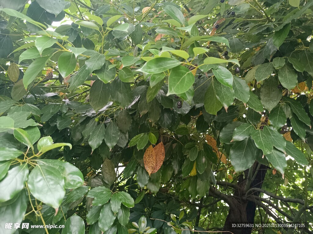 绿叶繁茂的树木景象