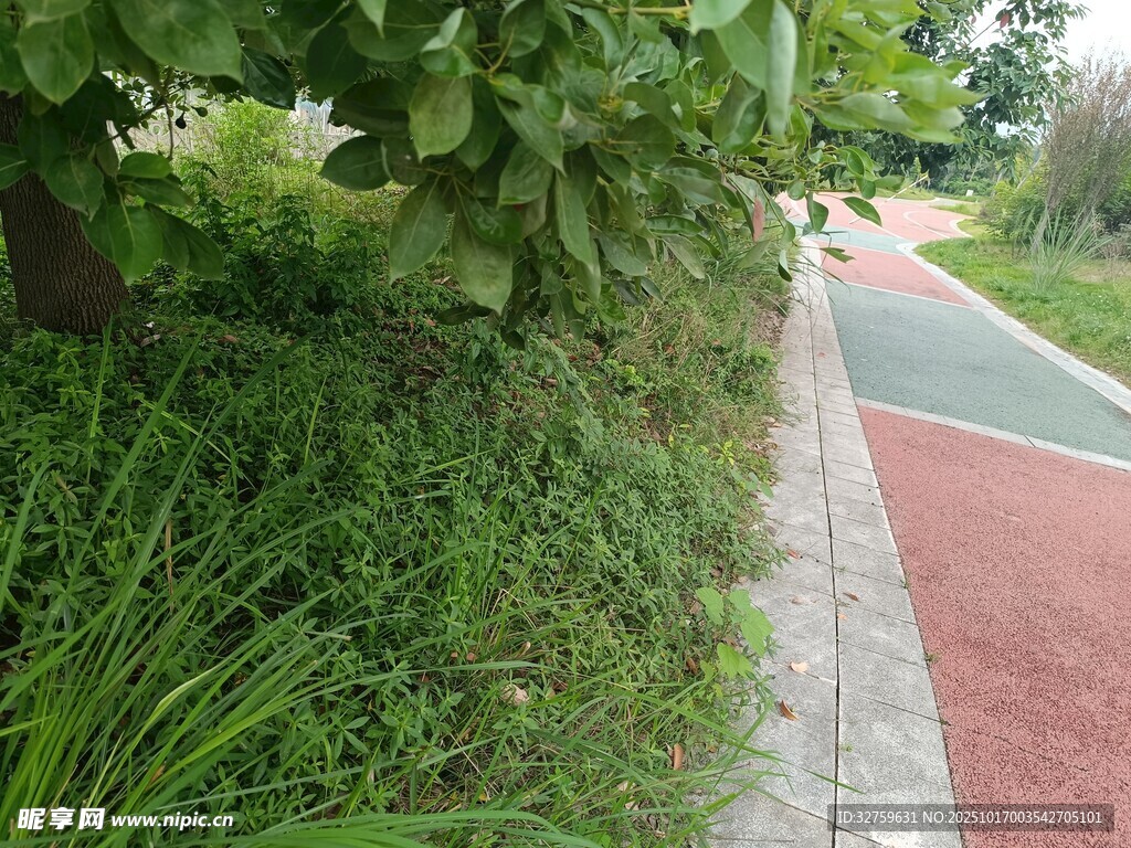 路边绿植与多彩步道