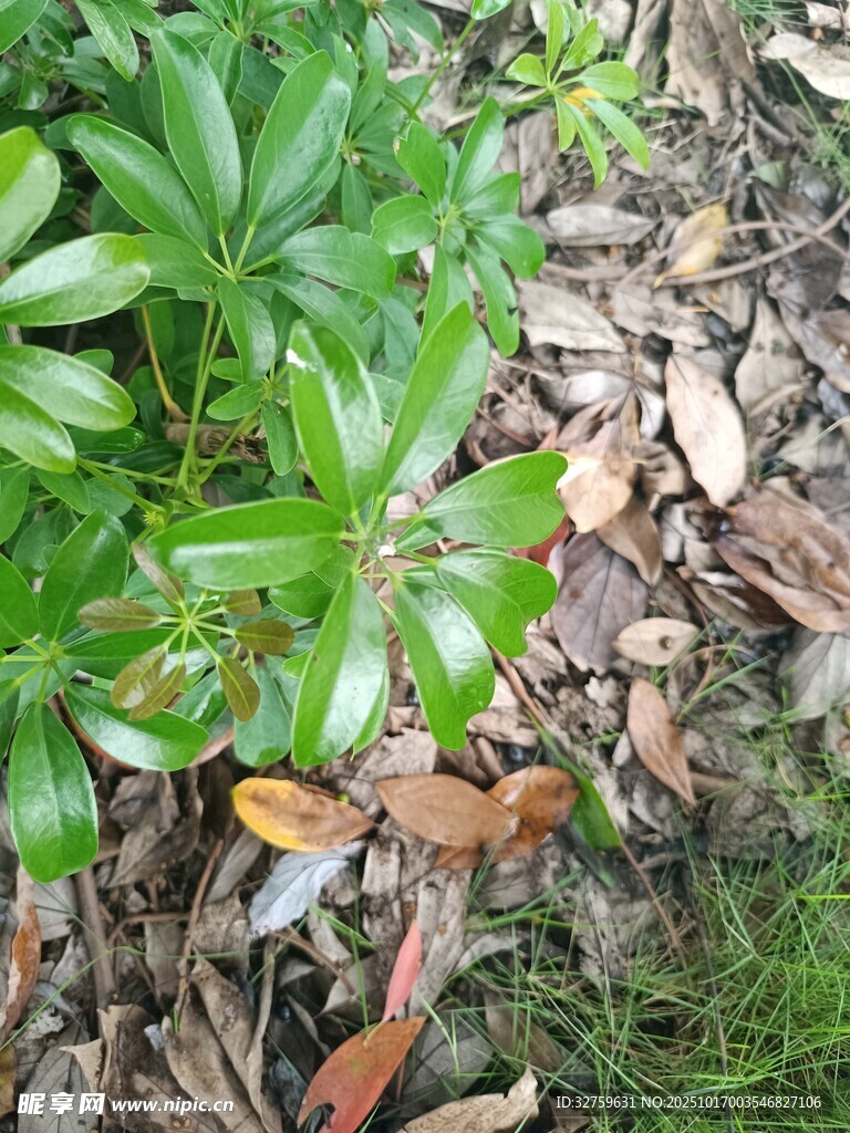 绿叶与枯叶的自然景象