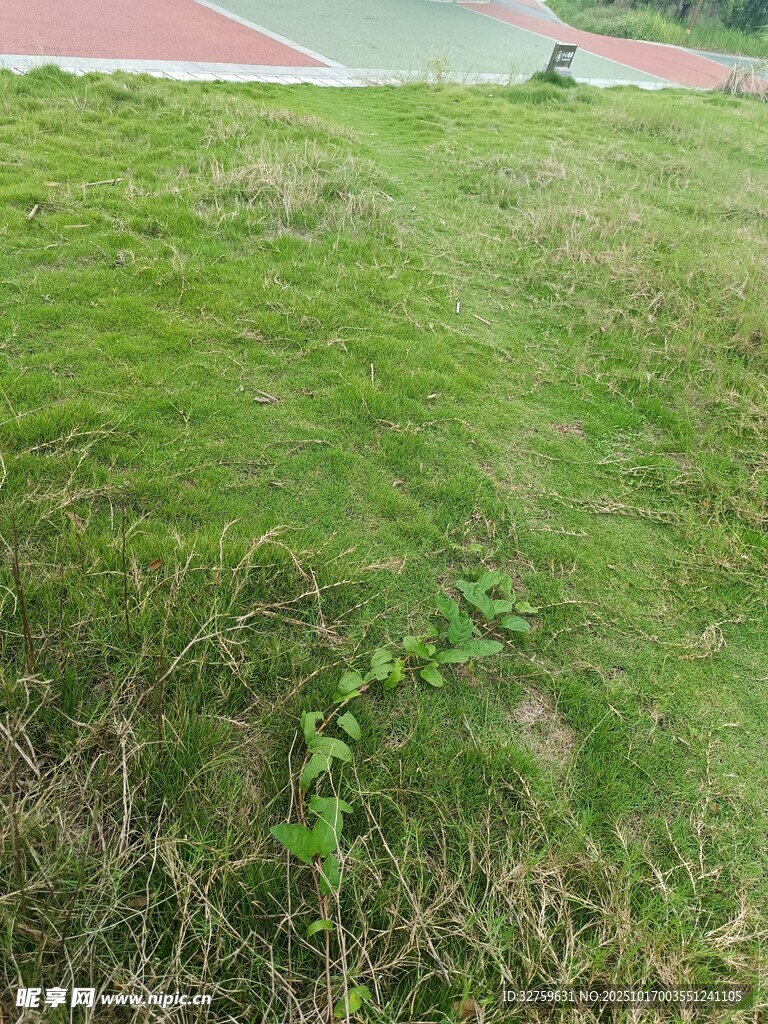 户外草地局部景象