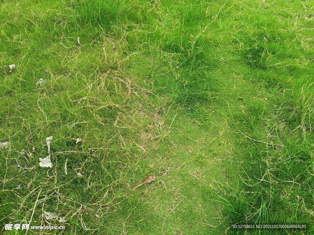 翠绿草地中的小径