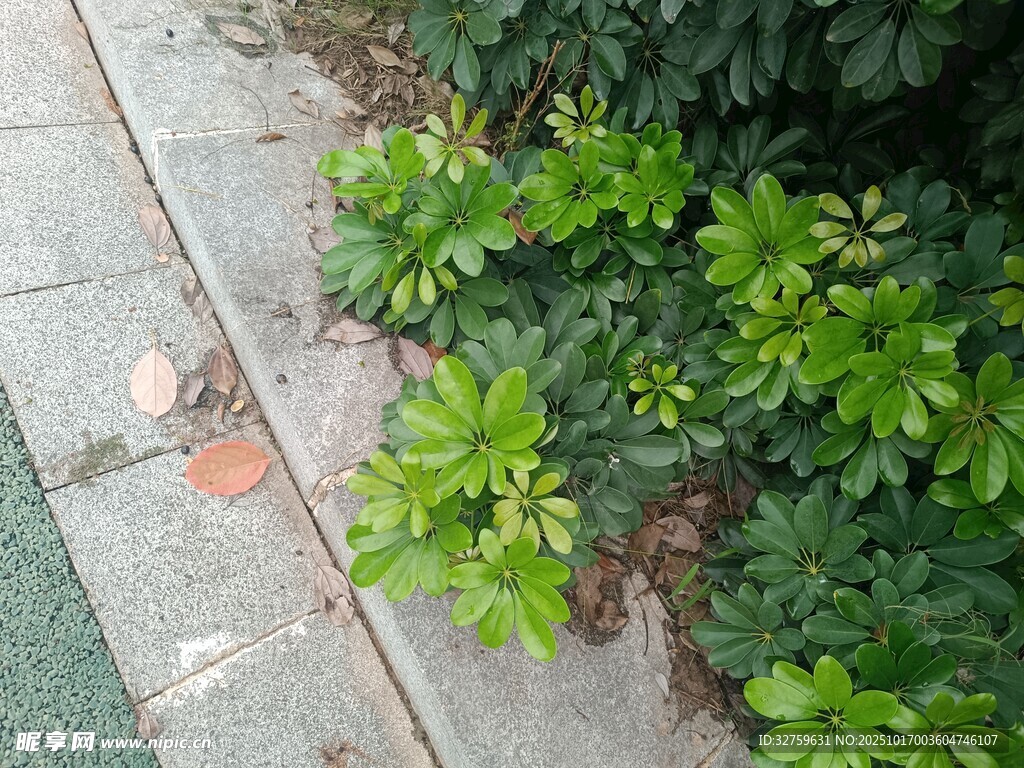 路边绿植旁的碎石