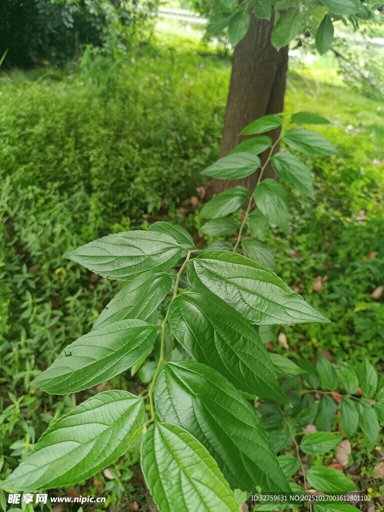 绿叶繁茂的植物特写