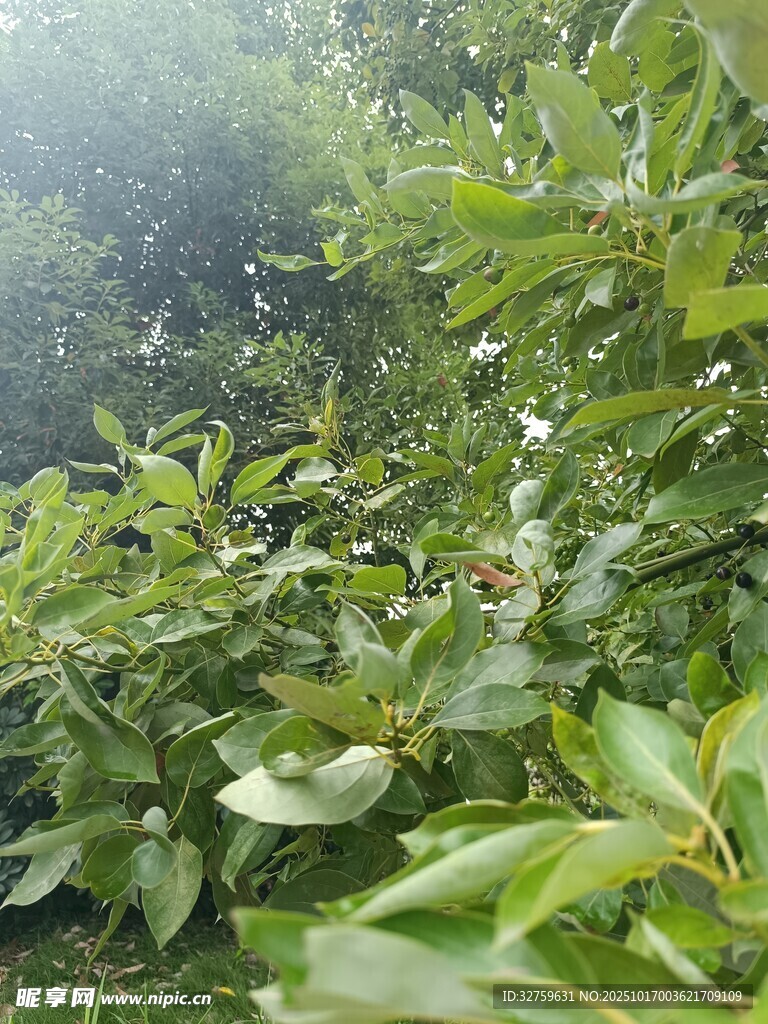繁茂绿植 
