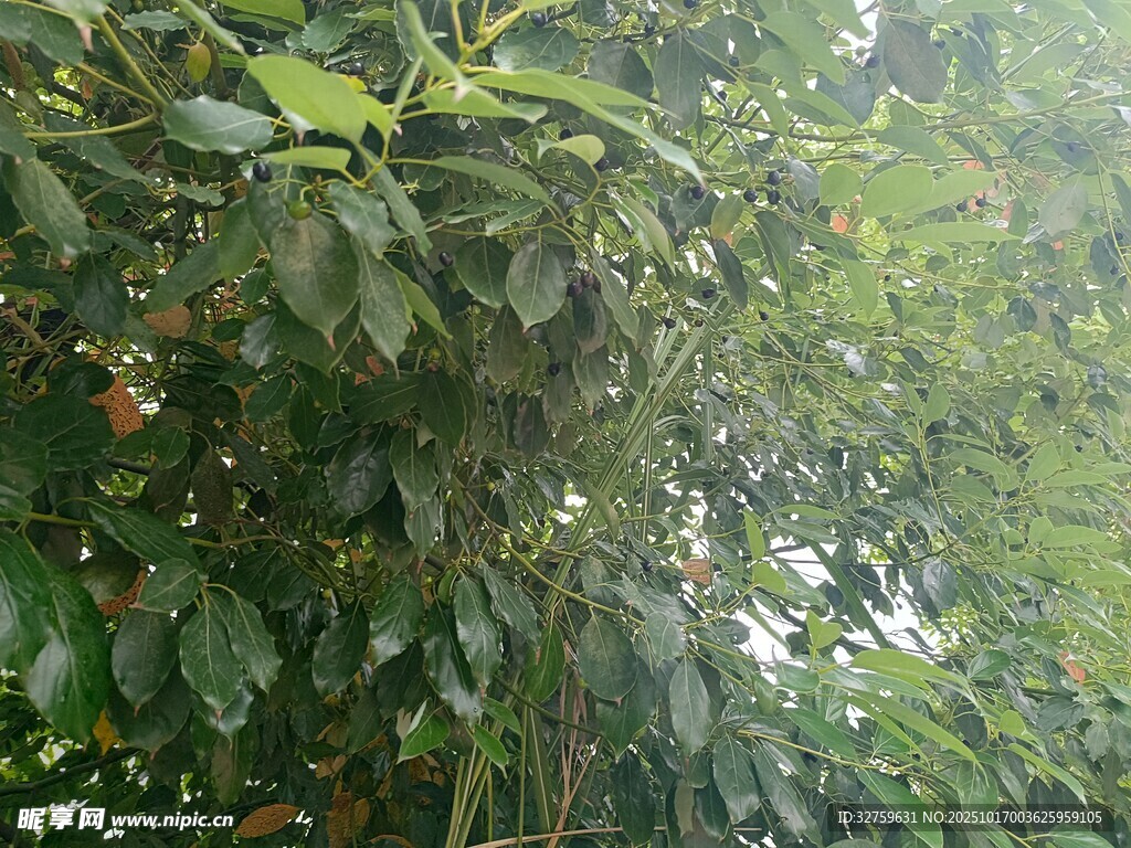 繁茂绿植 
