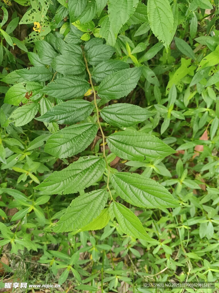 绿叶繁茂的植物特写