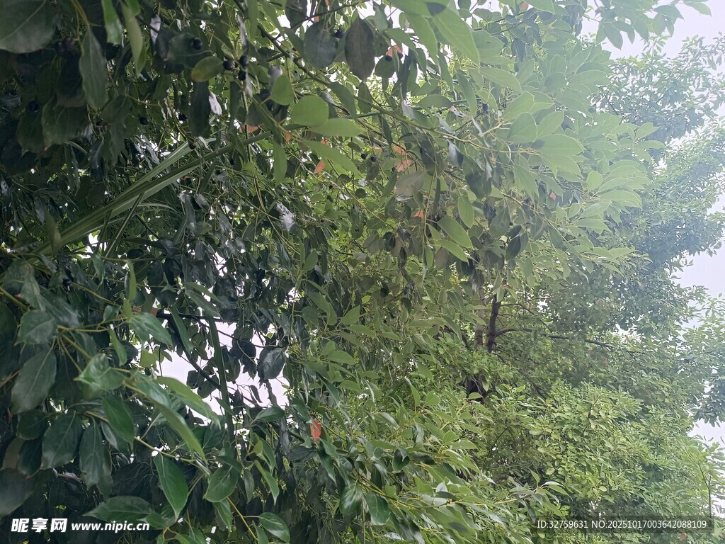 茂密绿意盎然的繁茂树林