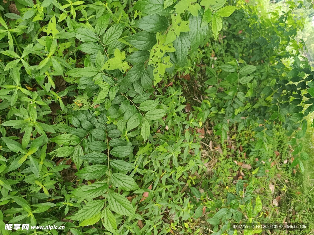 翠绿藤蔓植物景观