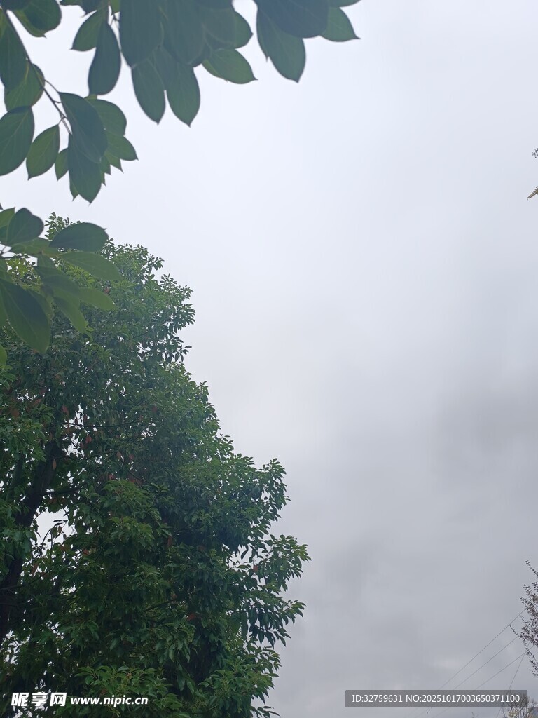 仰视绿树与朦胧天空