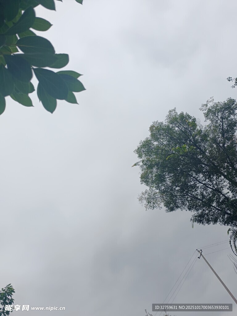 阴天中的绿树与枝叶