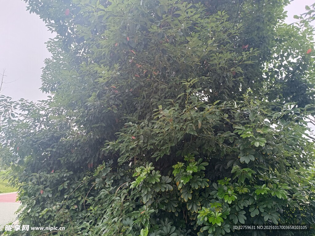 茂密绿植景观