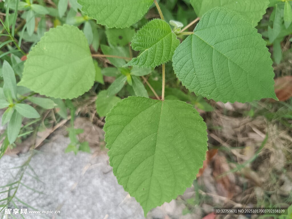 绿叶植物特写