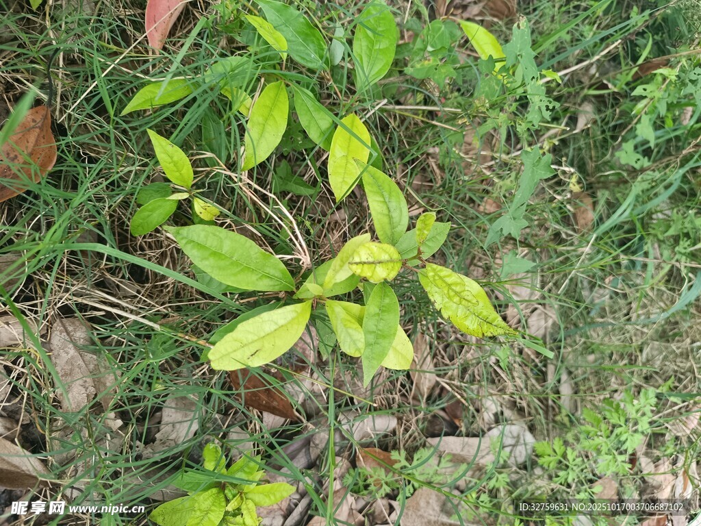 绿叶植物特写