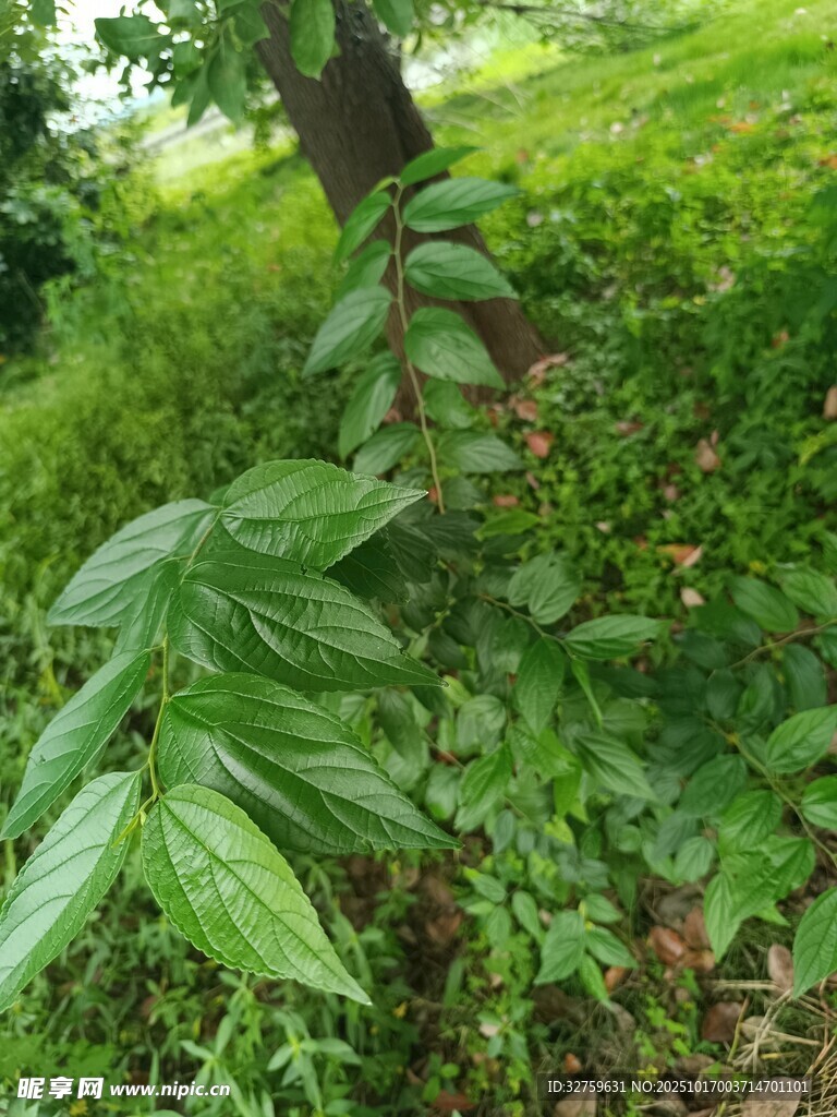 绿意盎然的野外植物景观