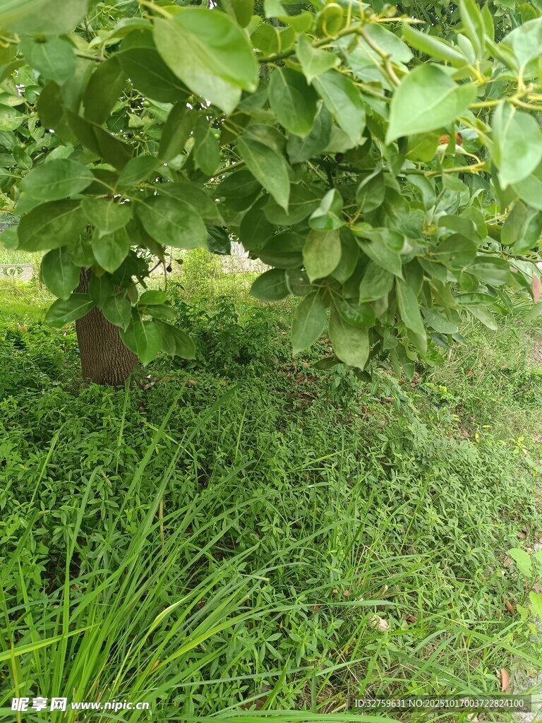 绿叶繁茂的树下草地