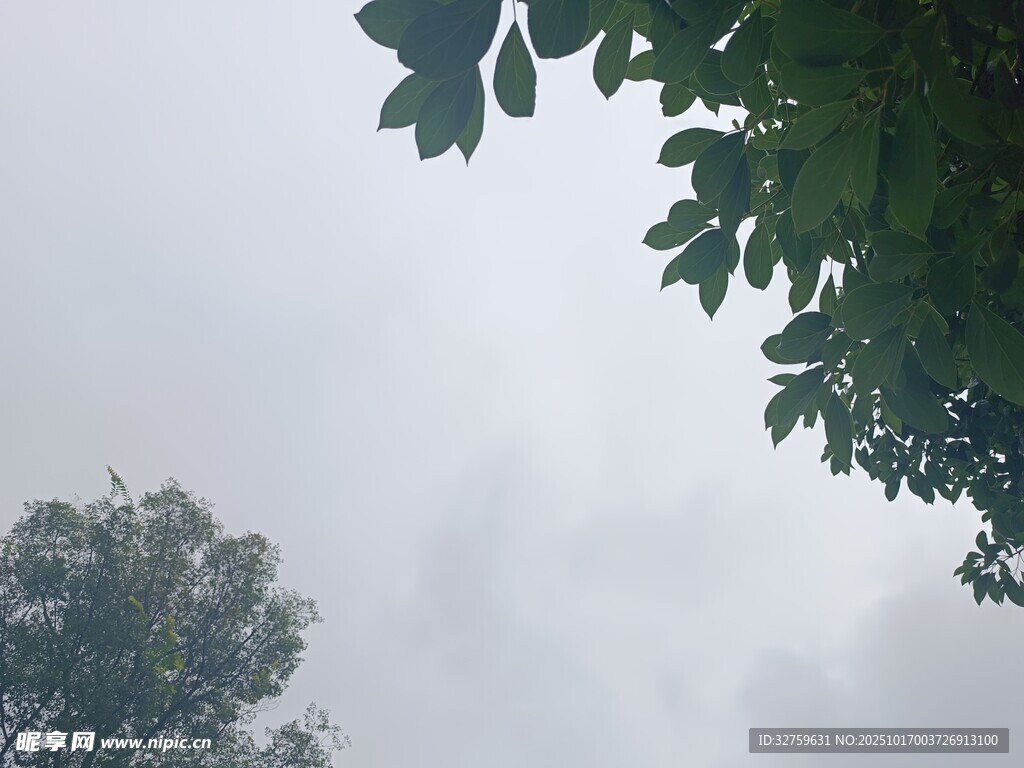 透过树叶看朦胧天空