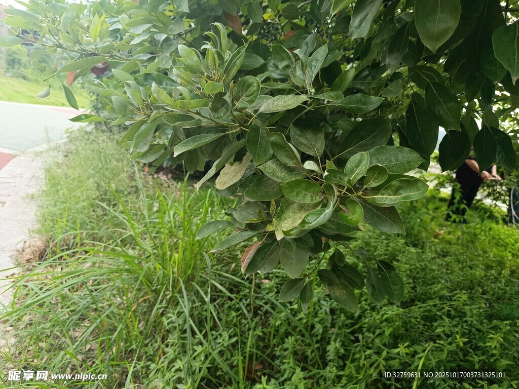 路边繁茂绿植与叶片